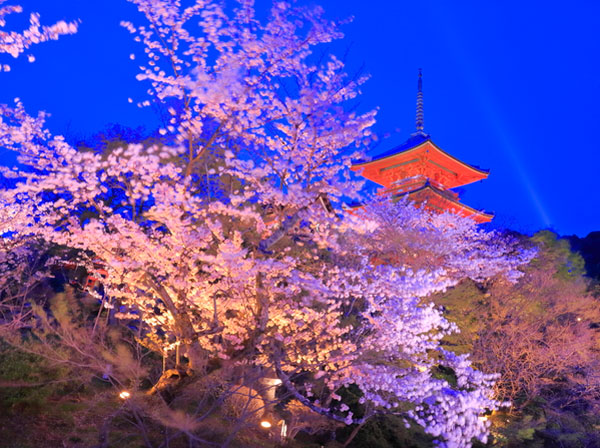 京都 桜のライトアップ情報は開催期間 時間を掲載しています